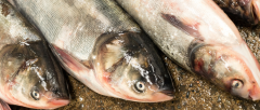 鱼类农残检测项目 鱼类农残检测标准