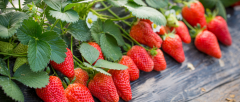 草莓农残检测报告 草莓农残检测标准