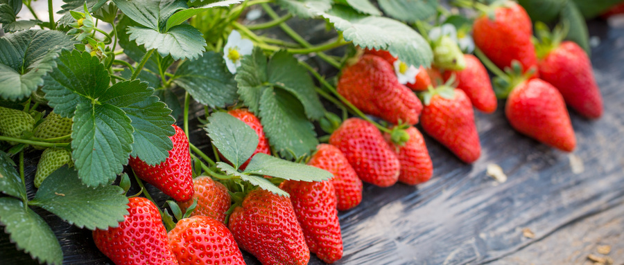 草莓农残检测项目报告