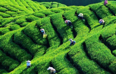 茶叶检测报告去哪里做 茶叶检测的国家标准