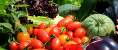 蔬菜检测报告 蔬菜检测农药残留检测